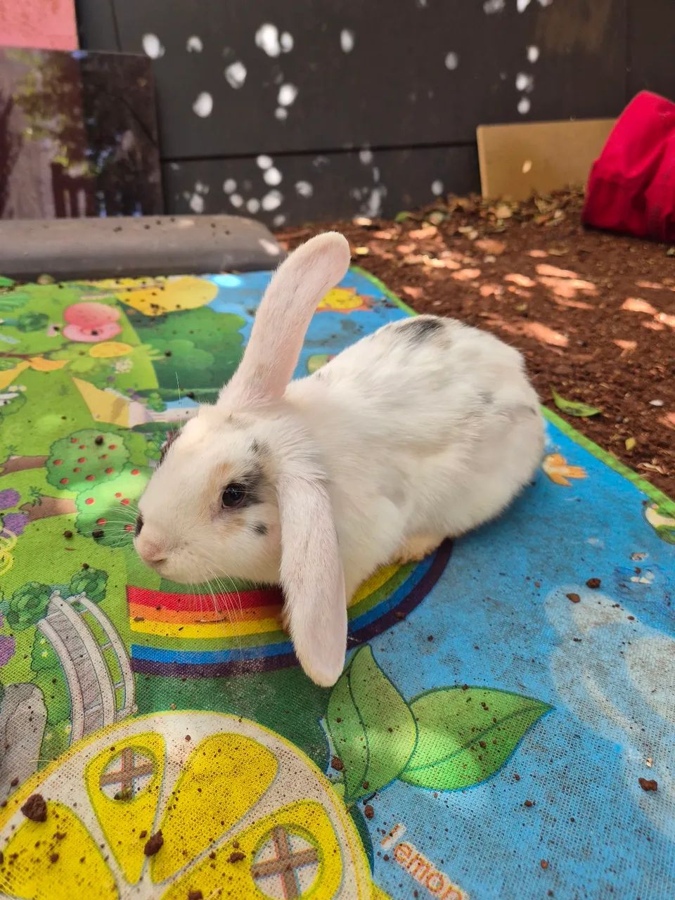 Vende-se coelho mini lop fêmea  - Foto 4