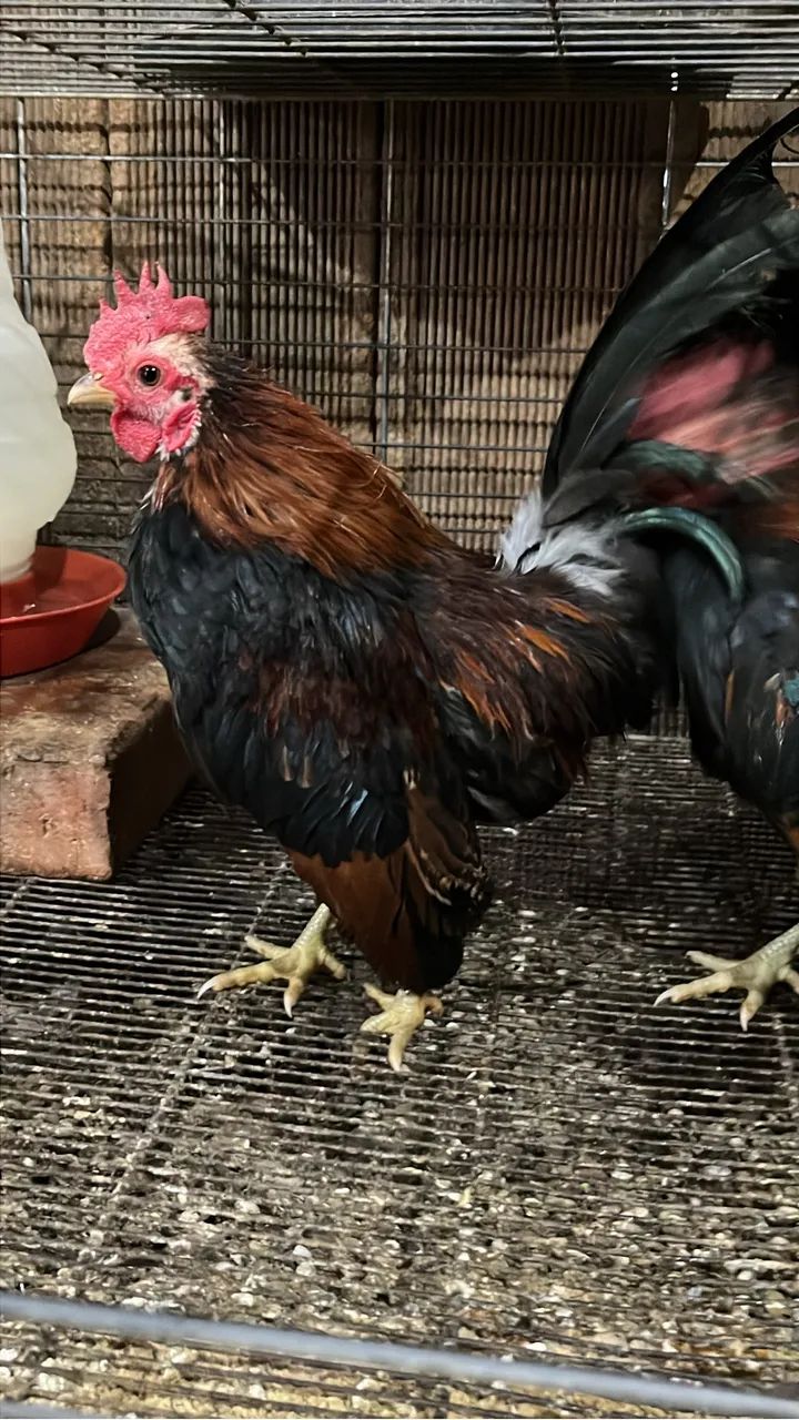 Minigalinhas de serama 