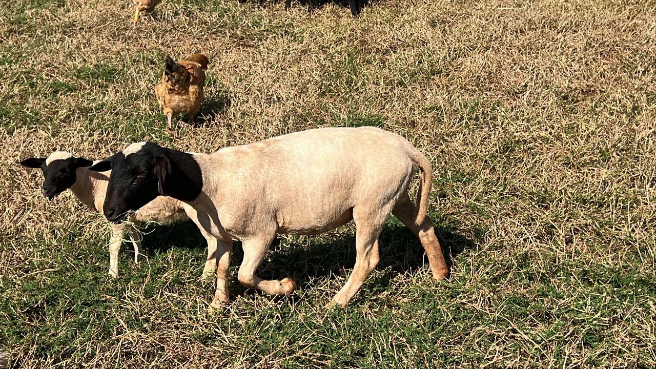 4 ovelhas - Foto 4