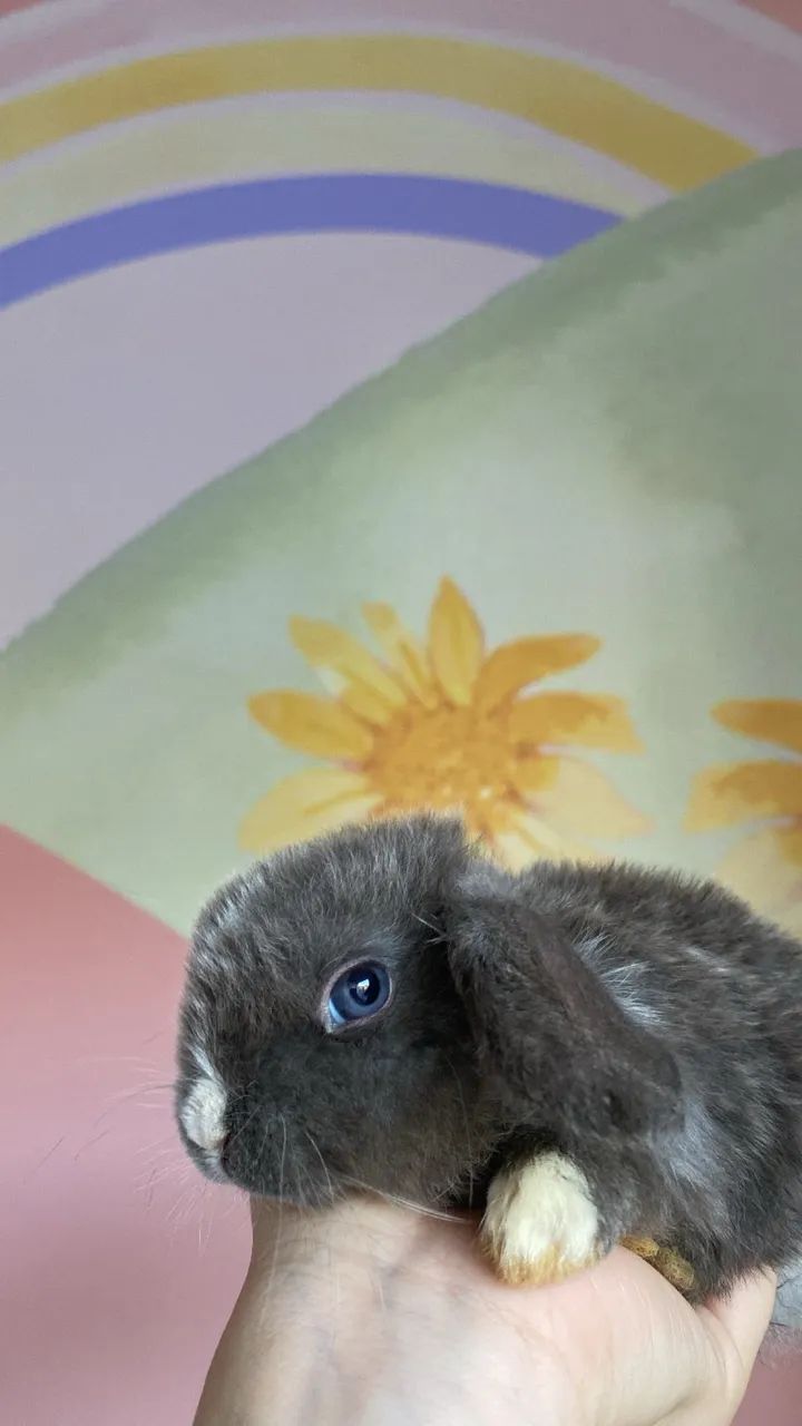 Mini loop- Mini coelhinho - Foto 4
