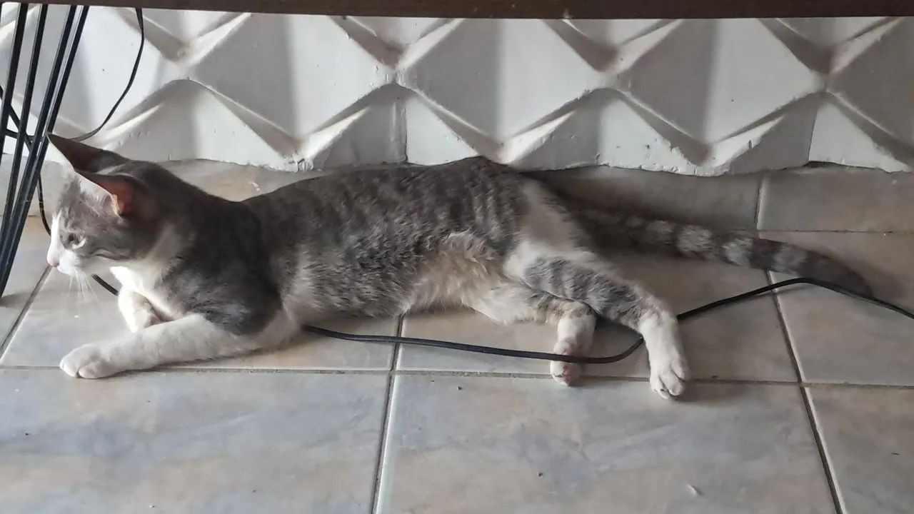 Doação 
