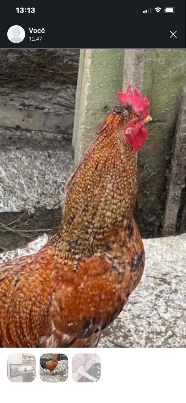Galo - Foto 5