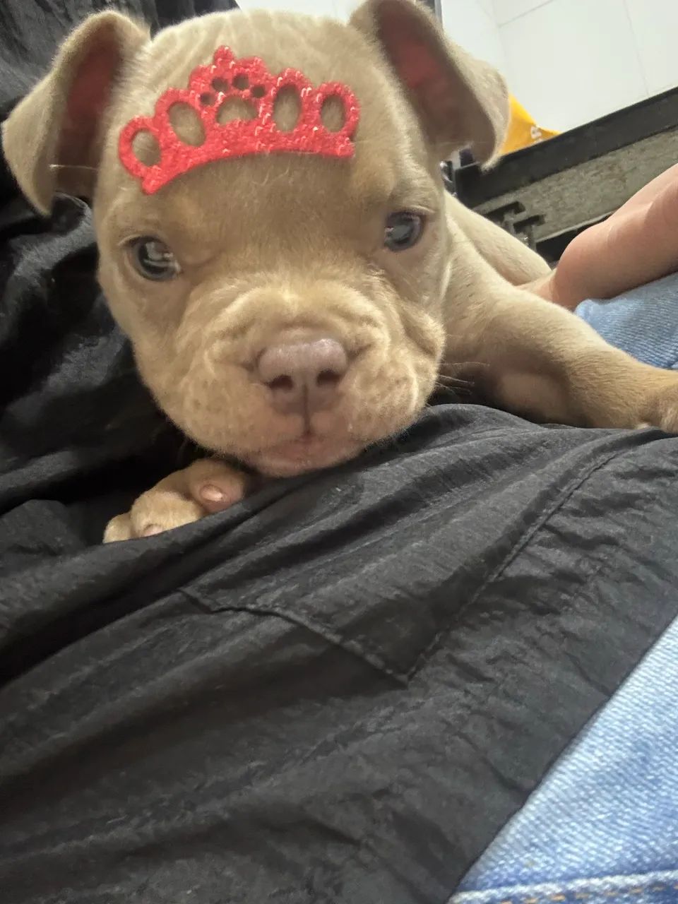 Bully  micro 