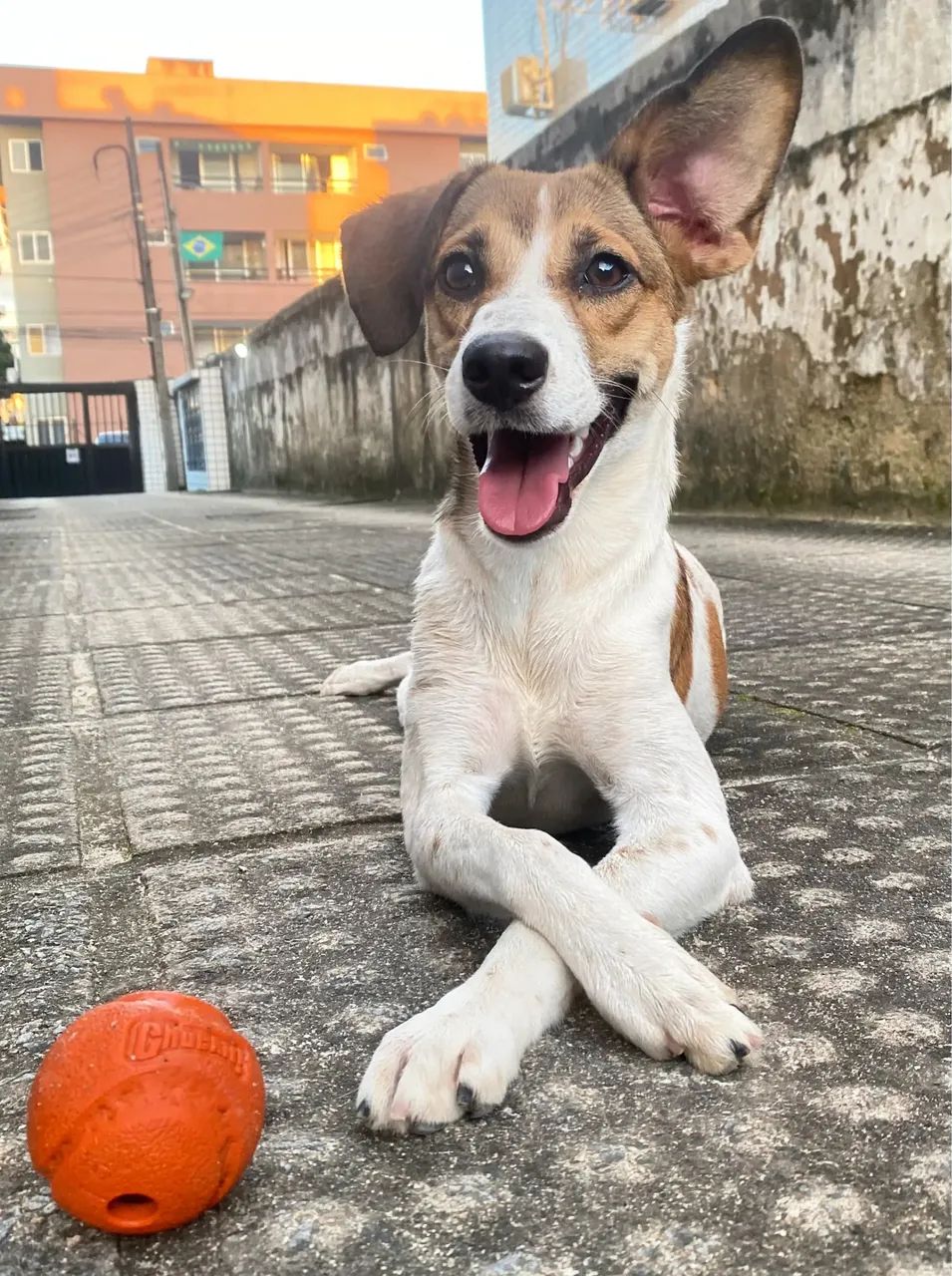Adoção responsável  - Foto 4