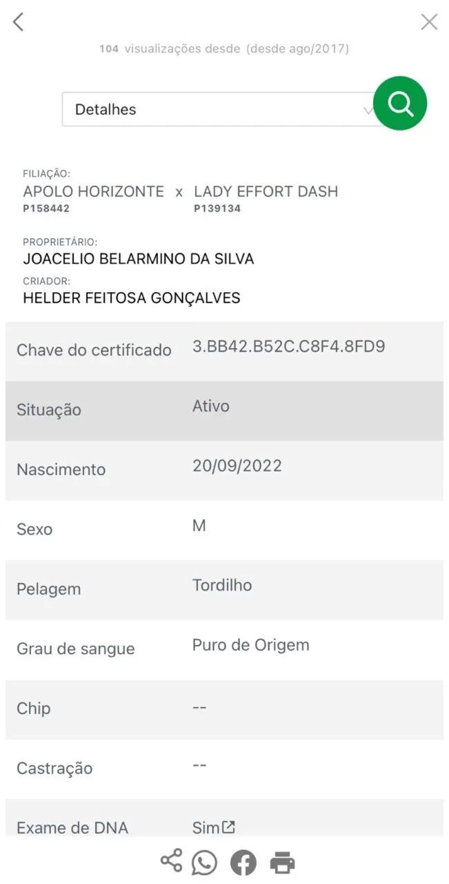 Poutro de 3 anos puro de origem  - Foto 6