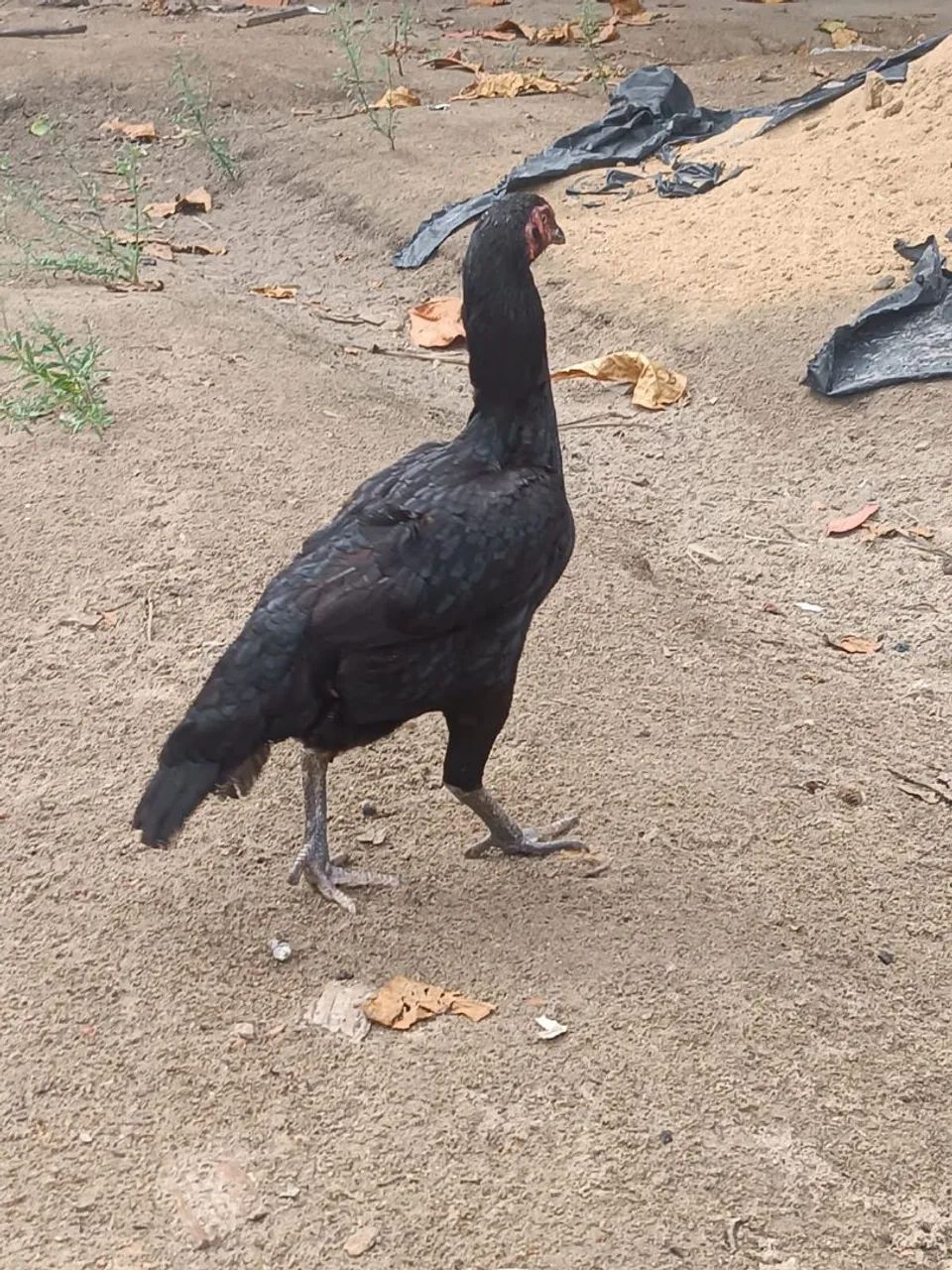Galo e Galinha - Foto 3