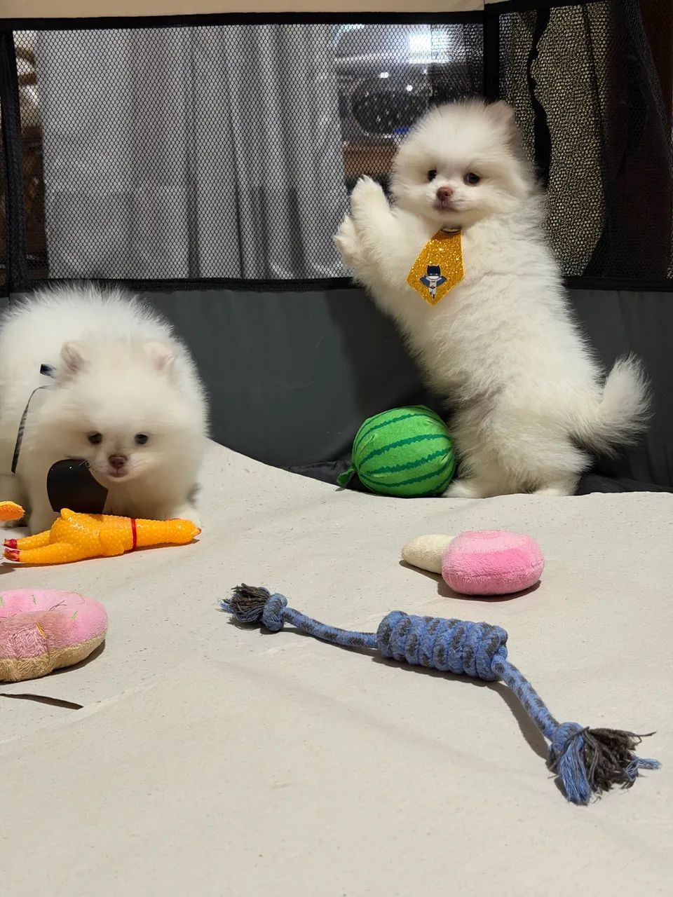Spitz alemão  - Foto 4