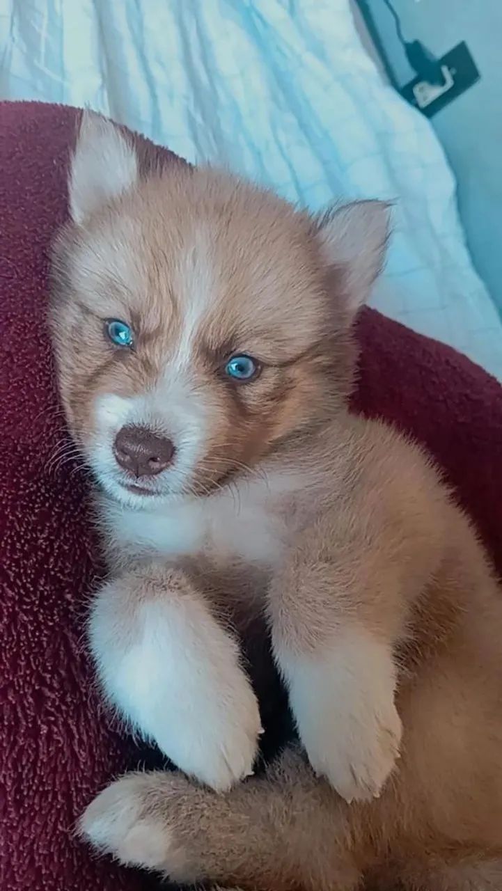 Husky siberiano 