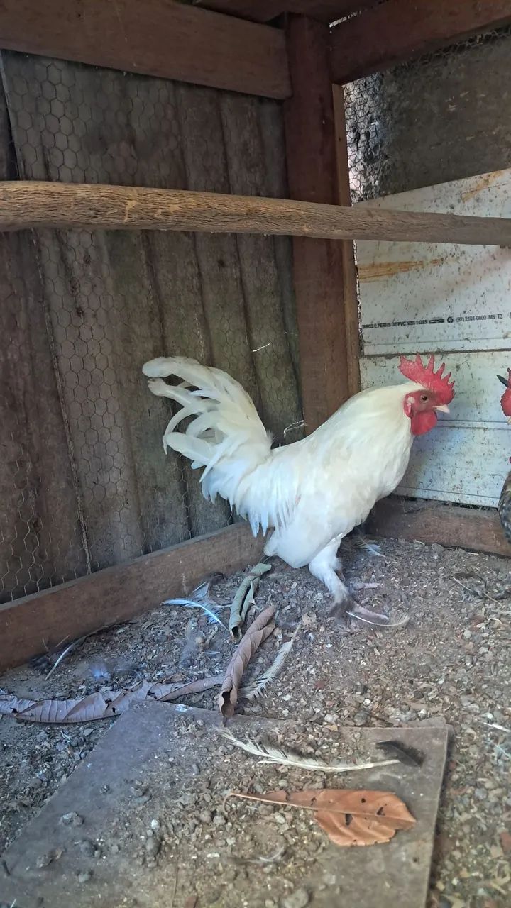 Frango Nagasaki e um galo garnize - Foto 5