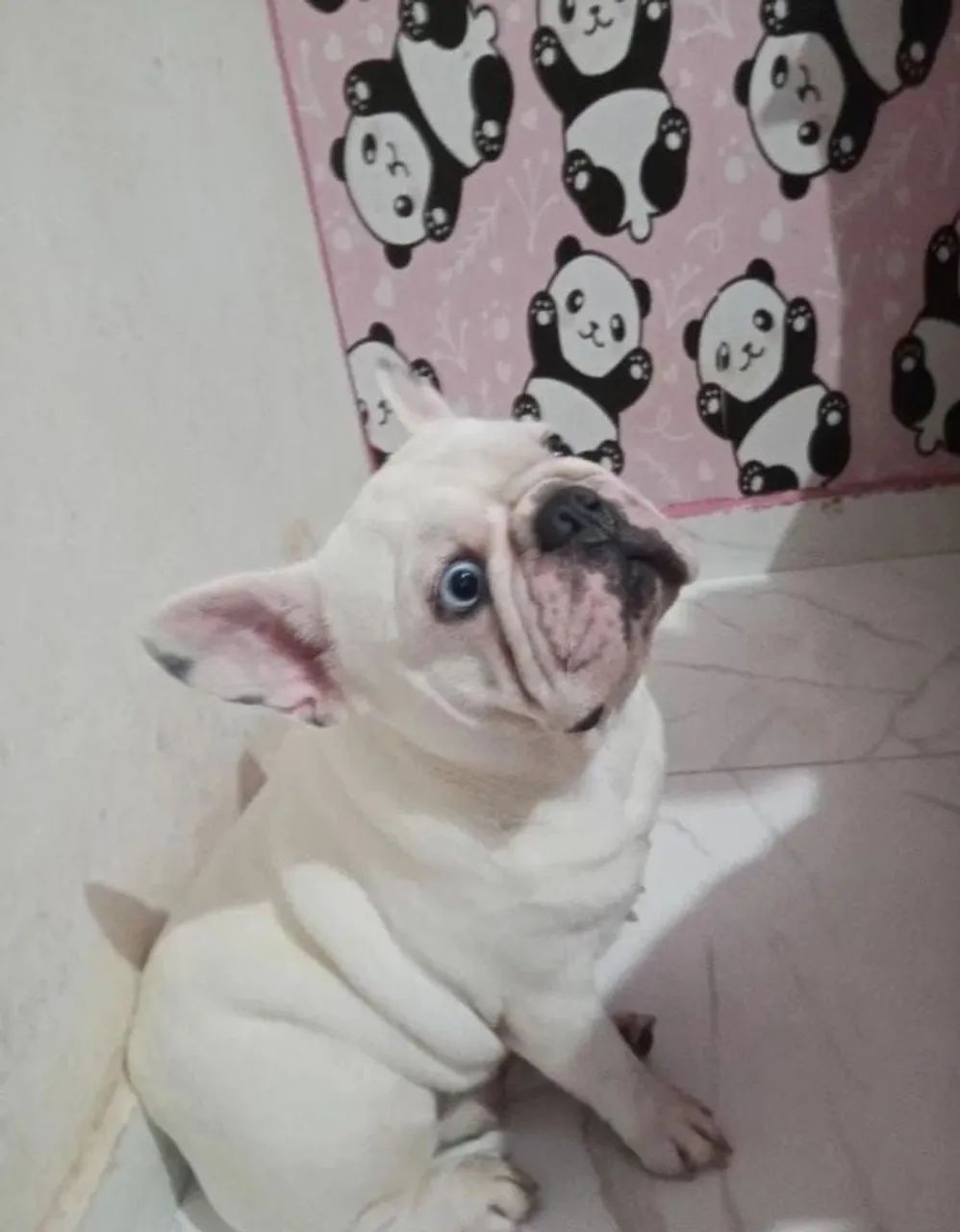 Bulldog Francês para cruzar 