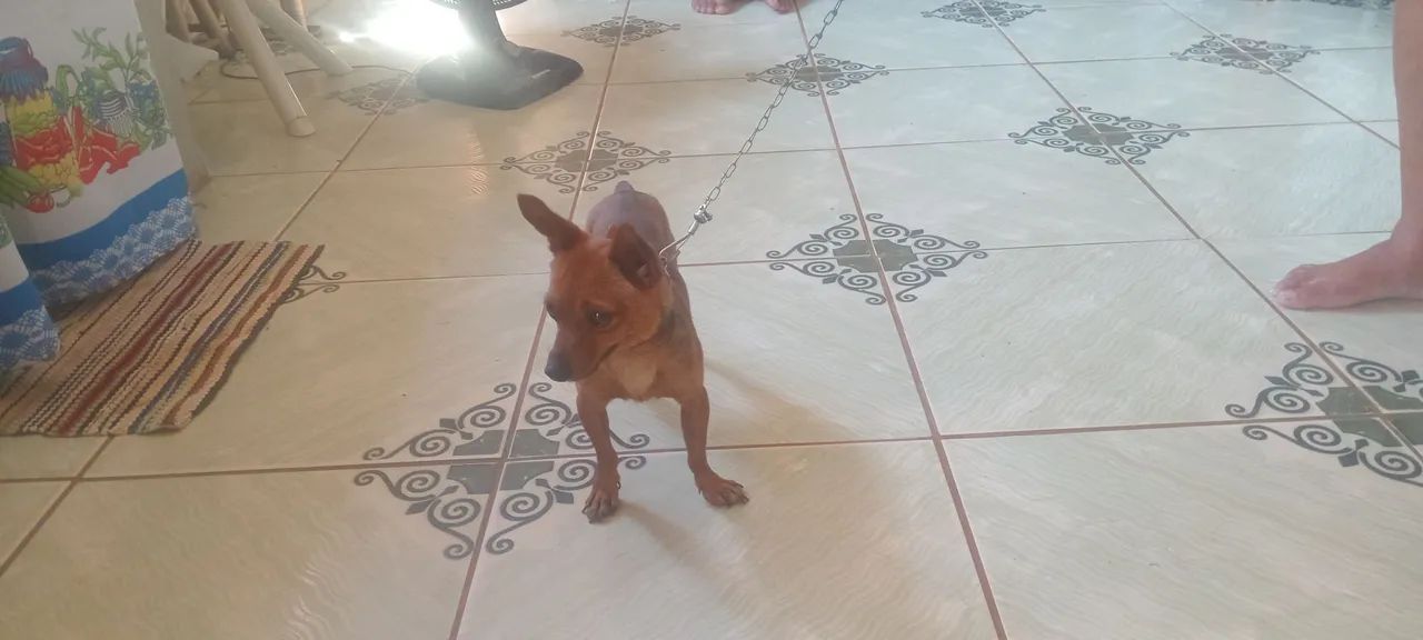 Cachorro Pinscher - Foto 2