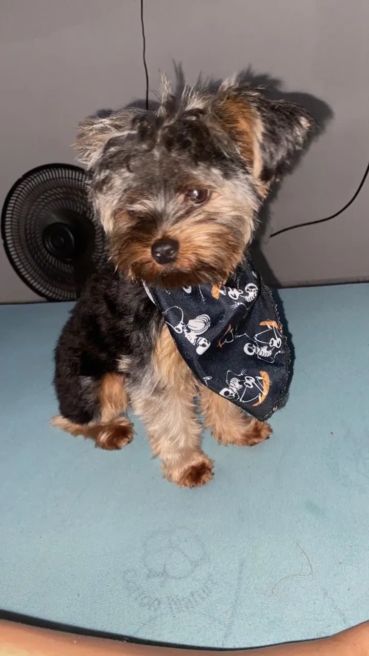 PROCURO NAMORADA YORKSHIRE TERRIER