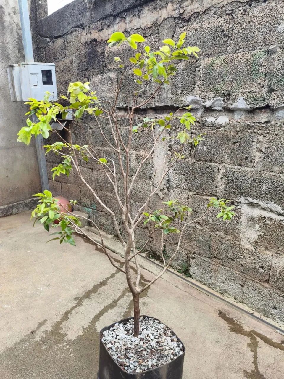 Pe de Jabuticaba - Foto 5