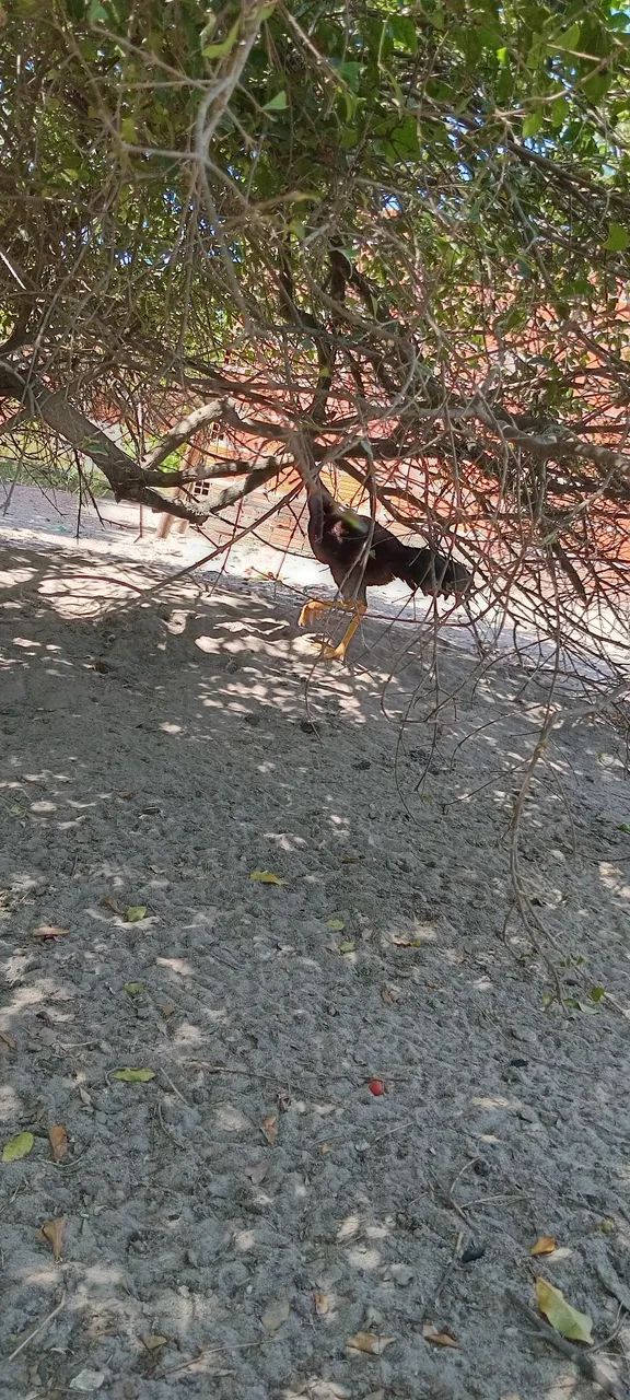 Frangotes de procedência  - Foto 2