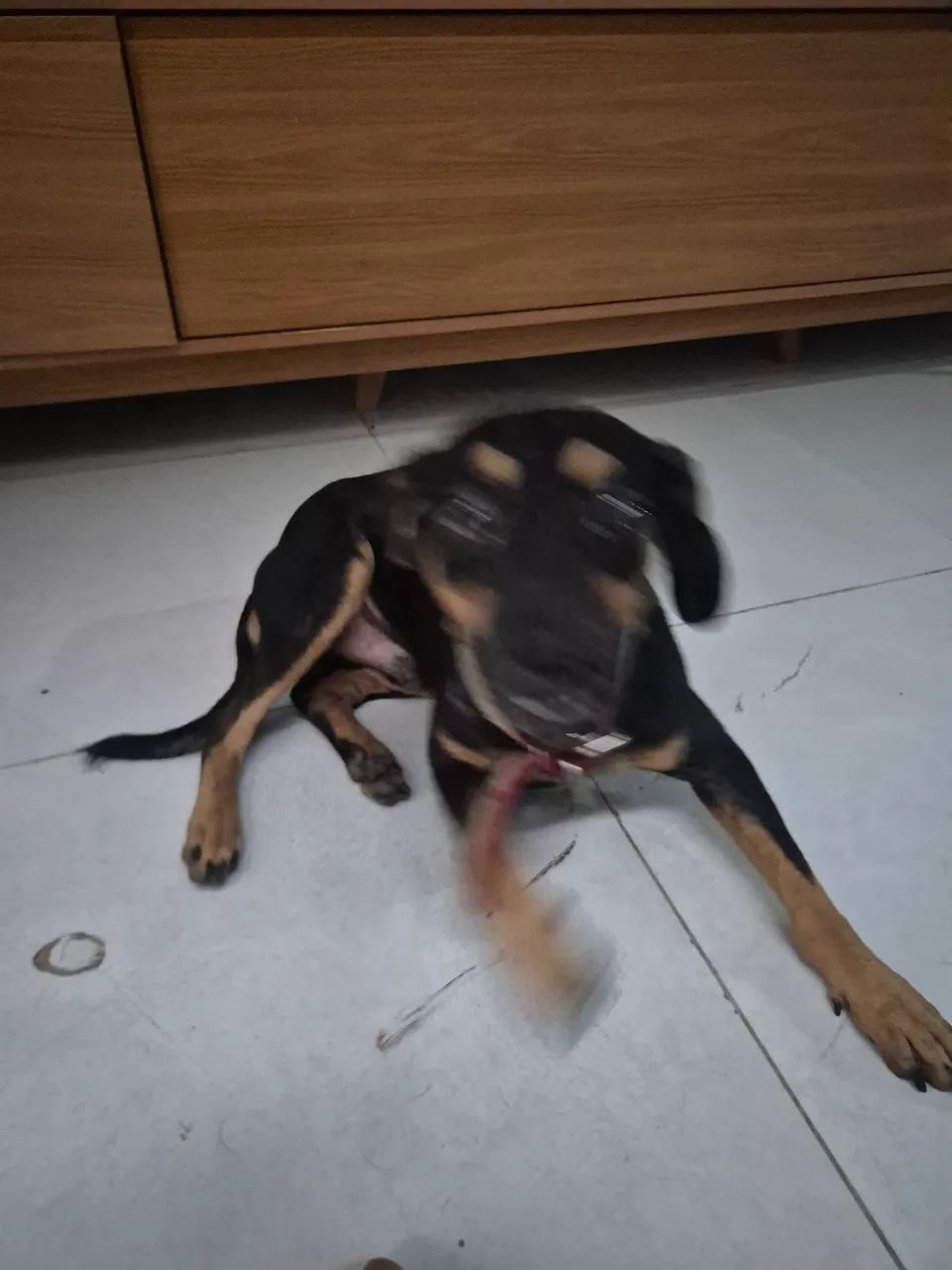 Doação cachorro  - Foto 4
