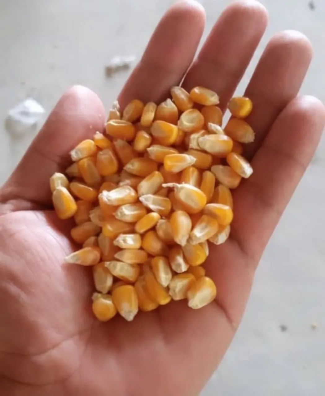 Milho em Grãos Padrão 1,Quirela de Milho ,Fubazão, Farelo de Soja Moido Direto do Produtor