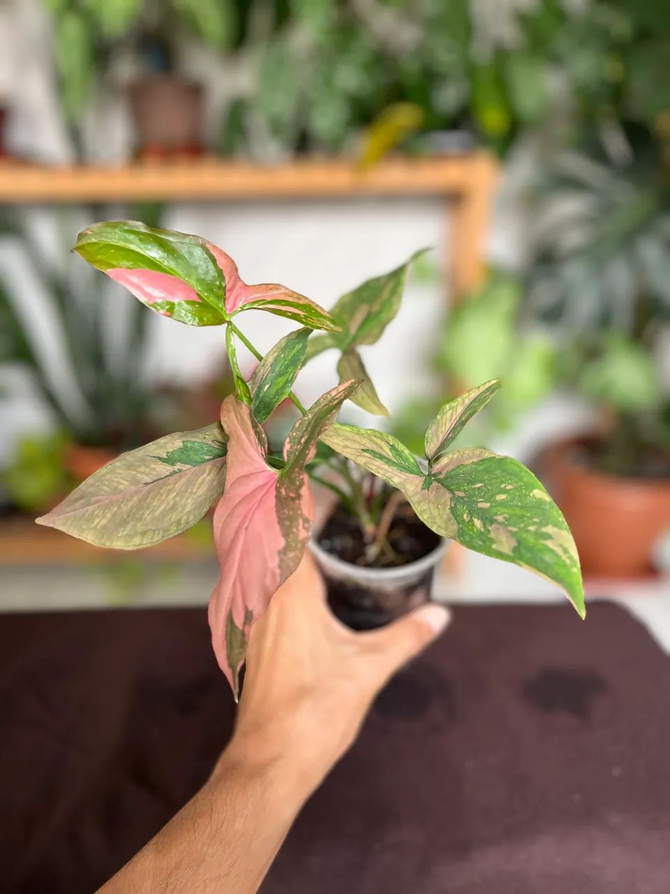 Plantas - Foto 2