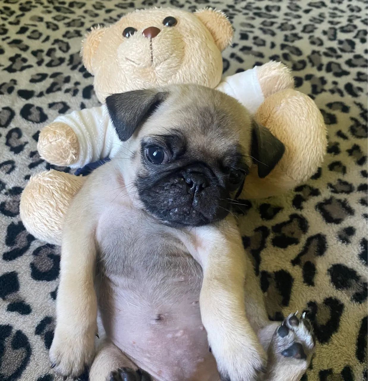 Pug - Foto 3
