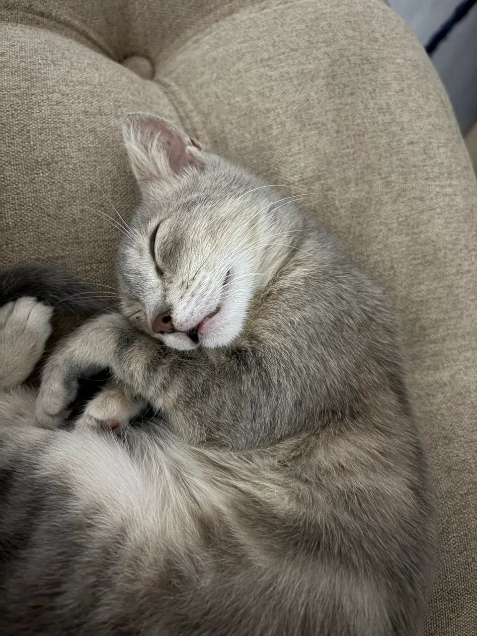 Doação de Gato - Foto 4