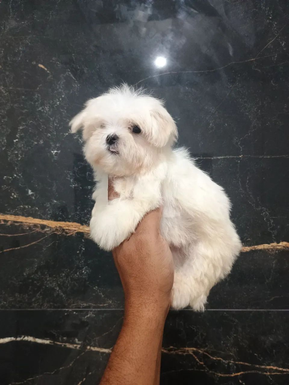 maltês  - Foto 4