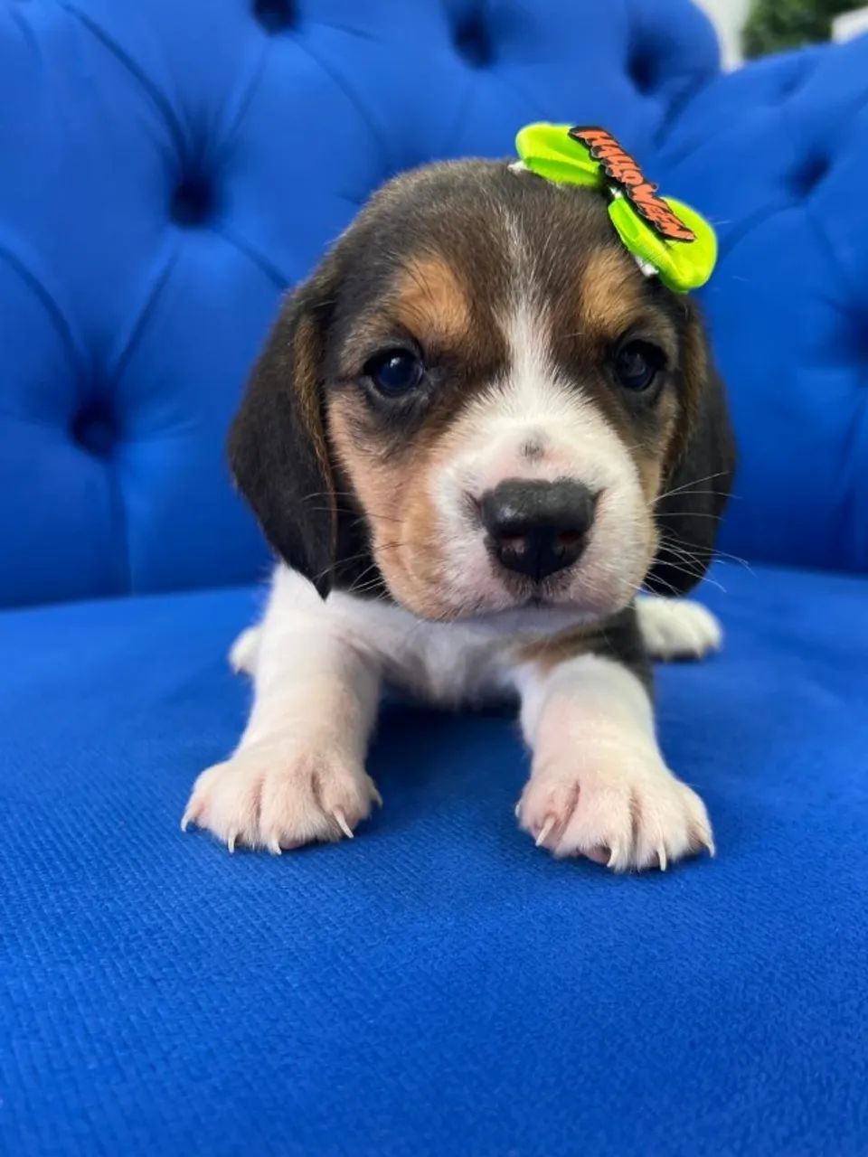 Beagle