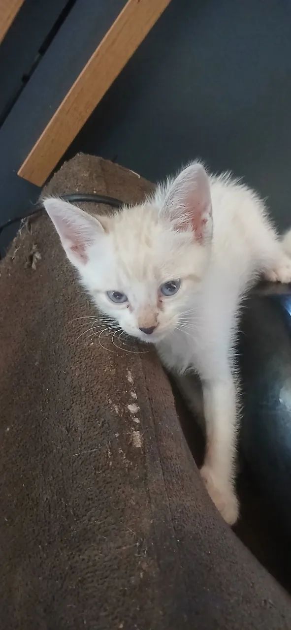 Gatinhos - Foto 2