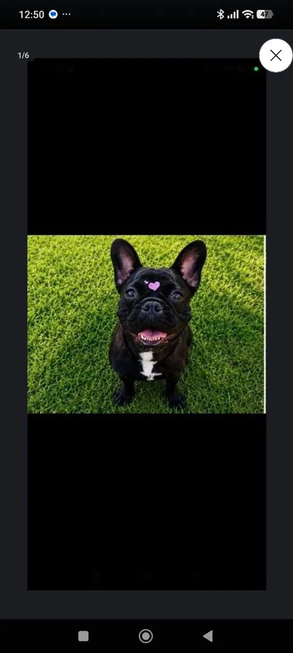 Buldog francês filhote
