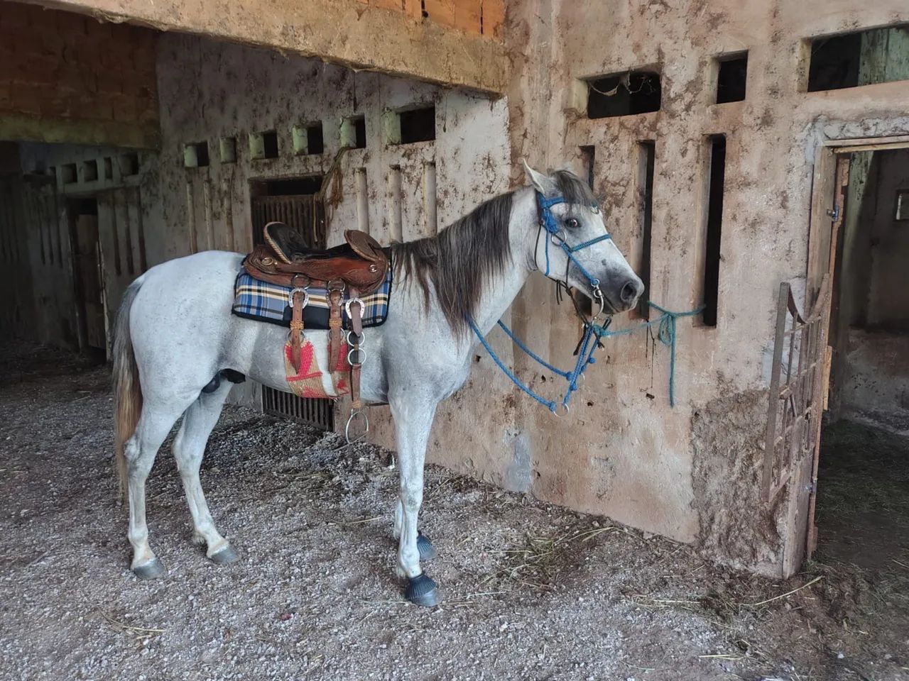 Cavalo Mangalarga a Venda! - Foto 4