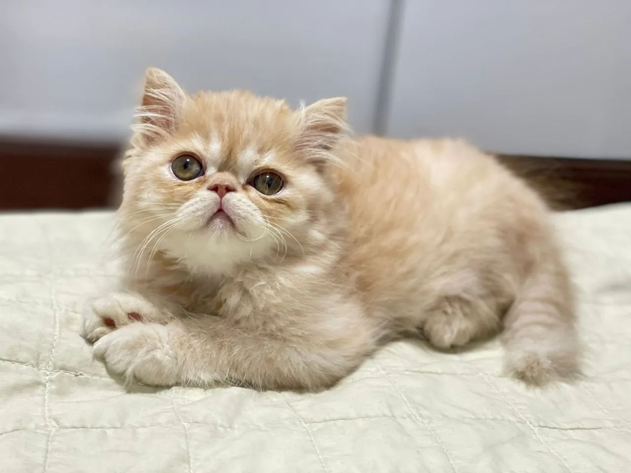 Gato persa filhote show - Foto 6