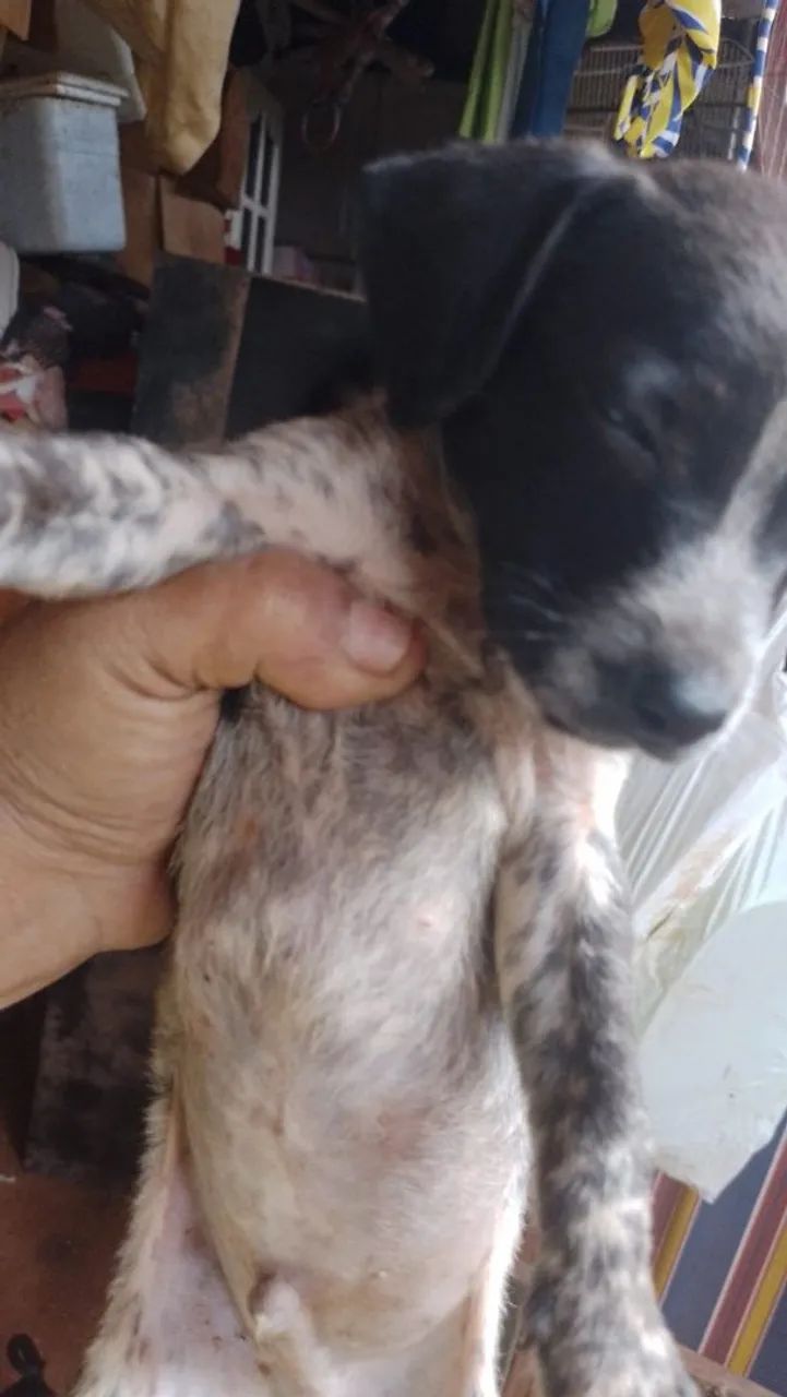 Doação porte pequeno  - Foto 2