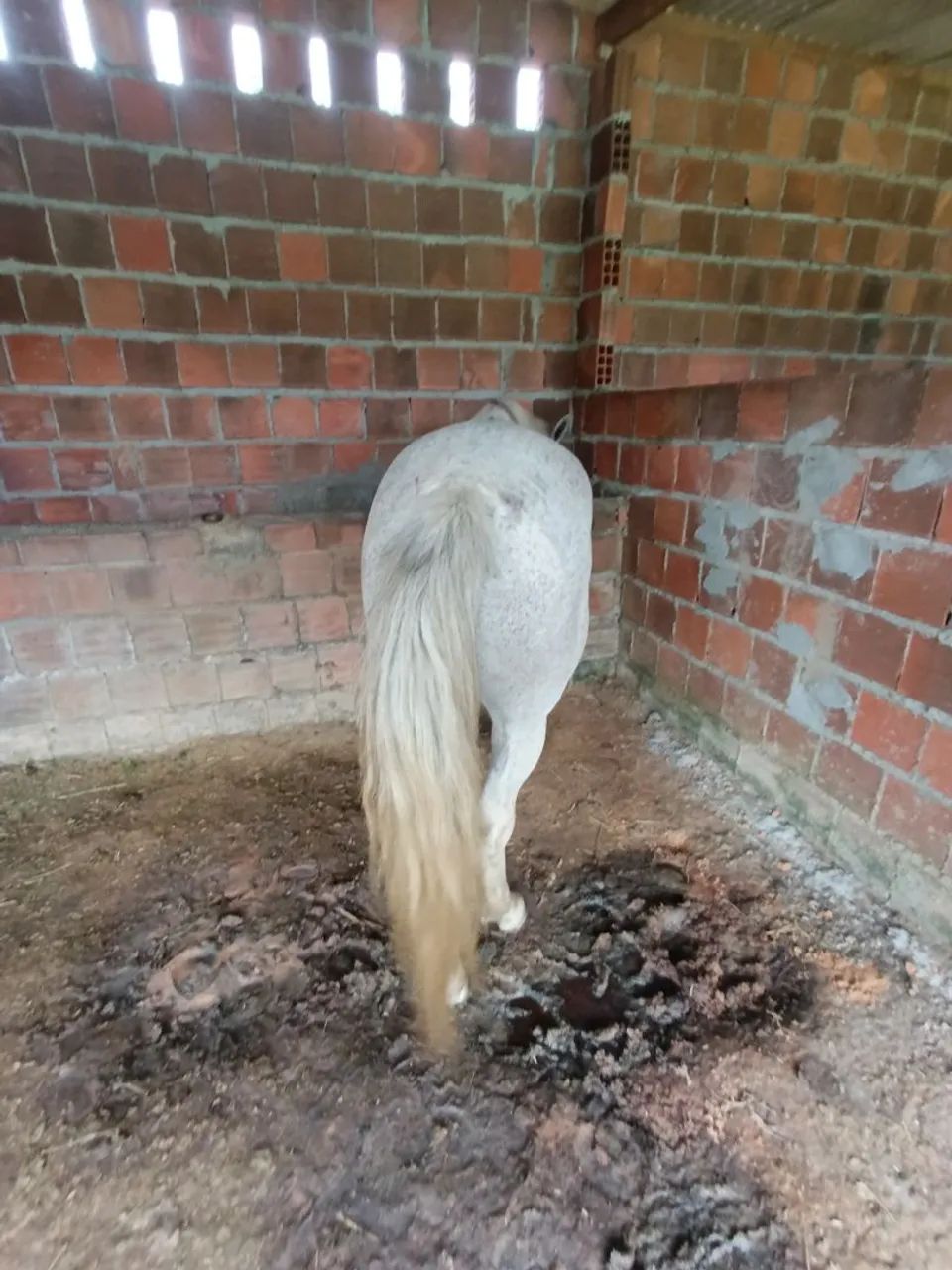 Cavalo  - Foto 2
