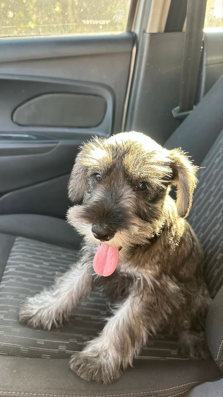 Schnauzer  - Foto 2