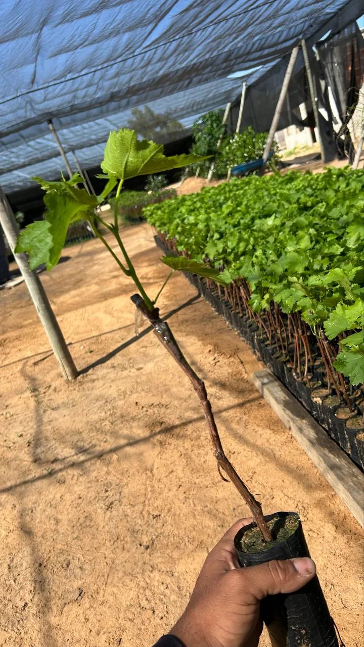 Mudas de uva - Foto 2