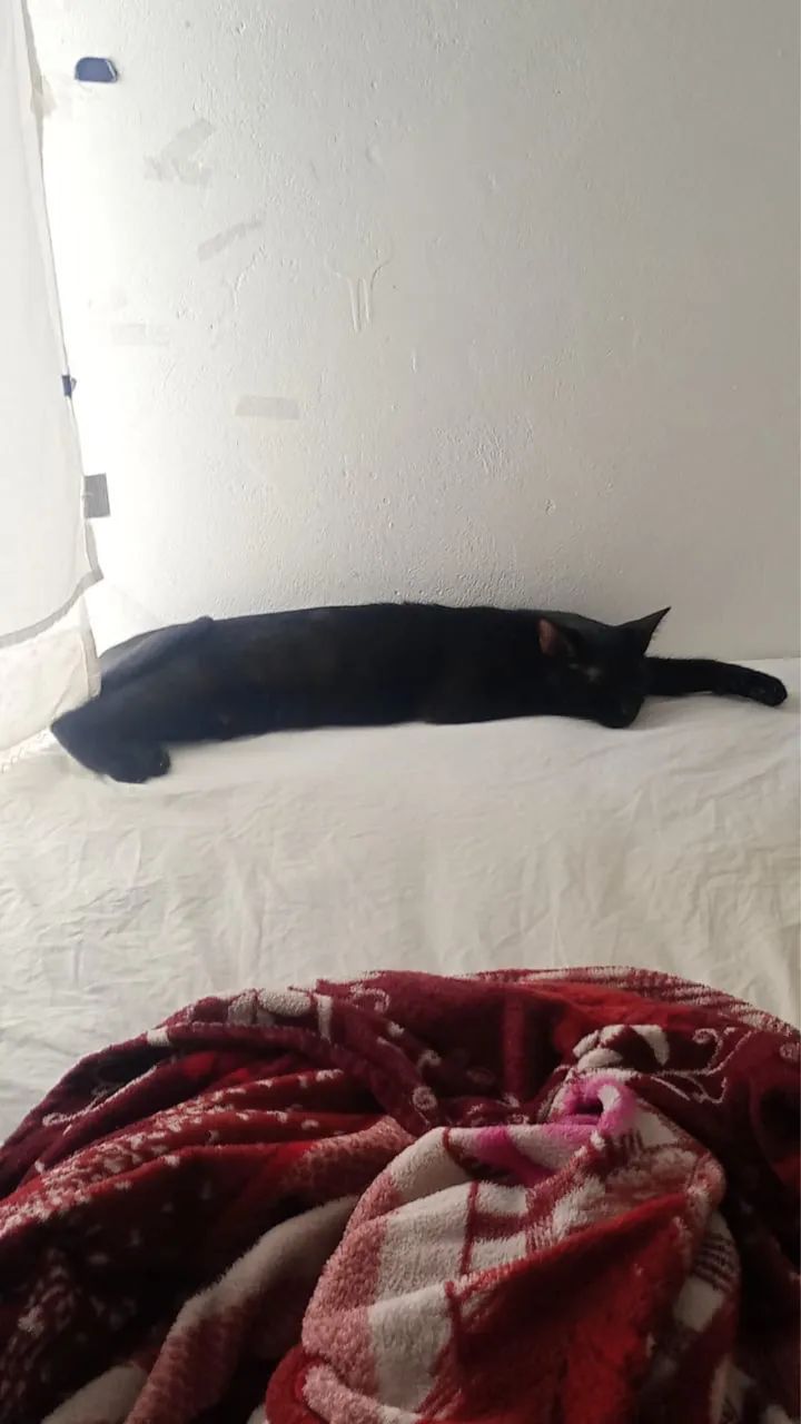 Doação de duas gatinhas dóceis  - Foto 2