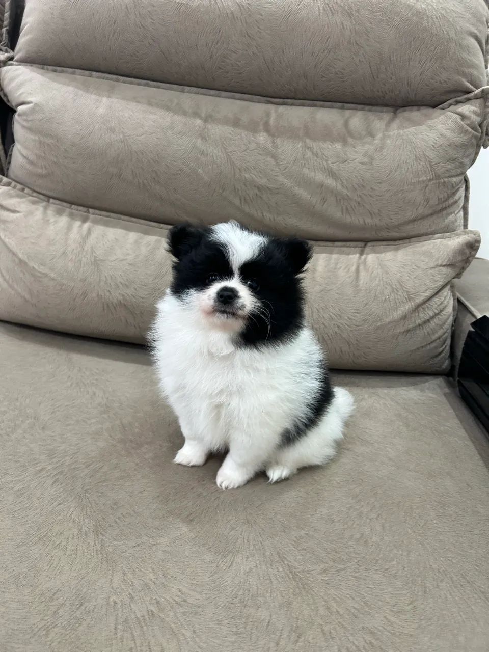 Spitz Alemão (Macho) - Foto 2