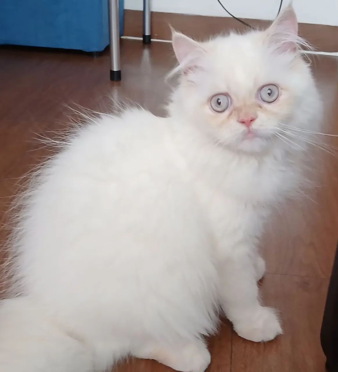 Gato Persa 4 meses - Foto 4