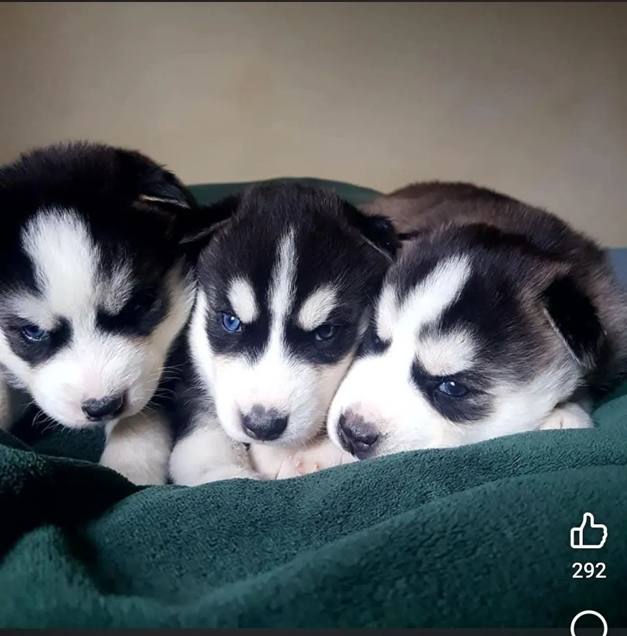 husky siberiano  - Foto 3