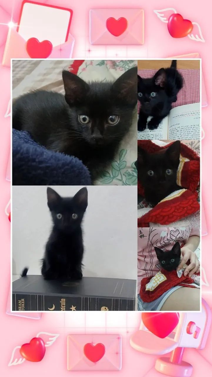 Adoção responsável - gatinha filhote