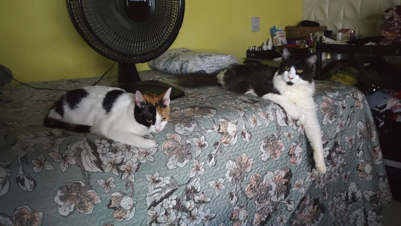 Doa-Se Gatos  - Foto 4