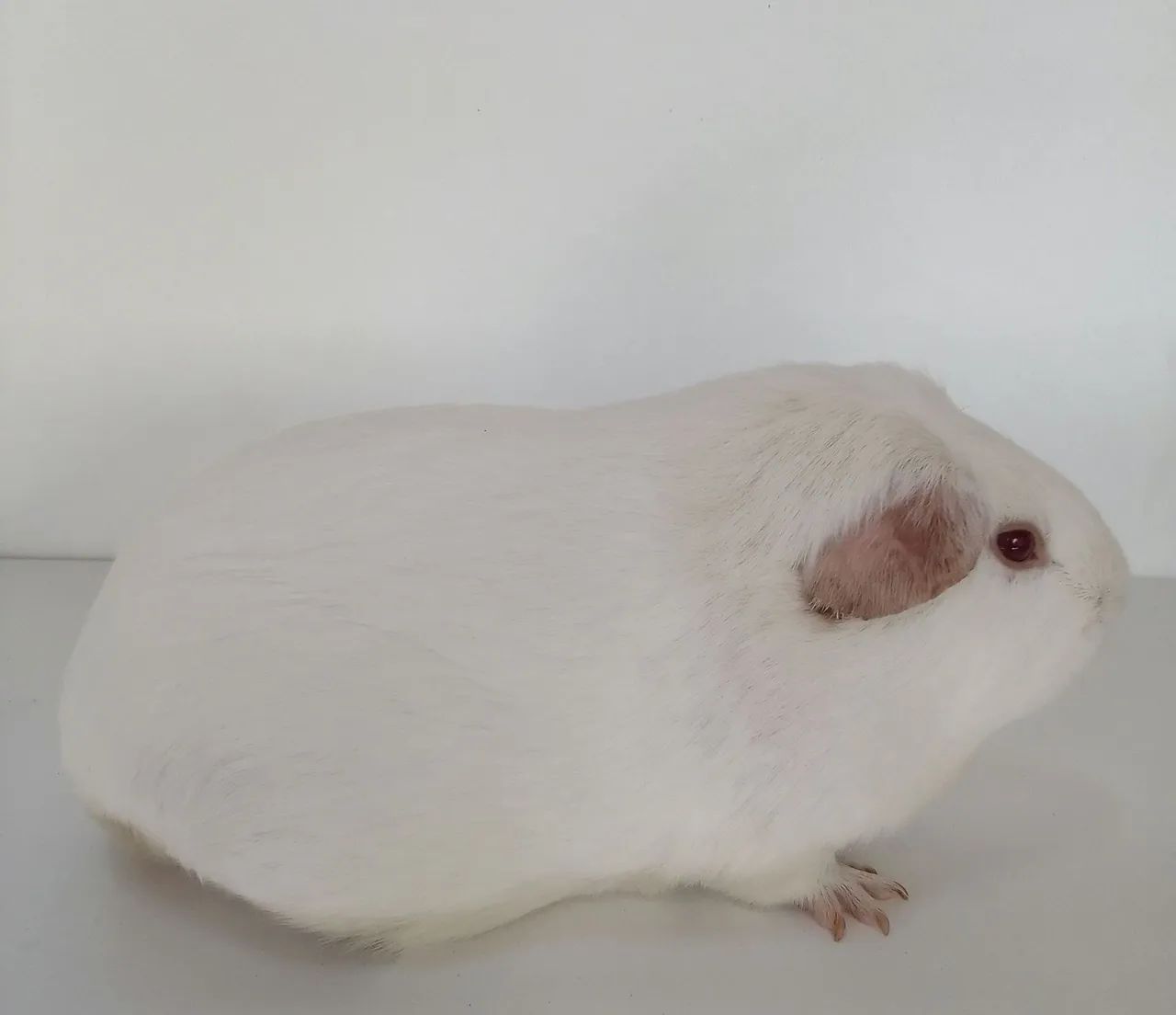 Porquinho da Índia de raça  - Foto 4