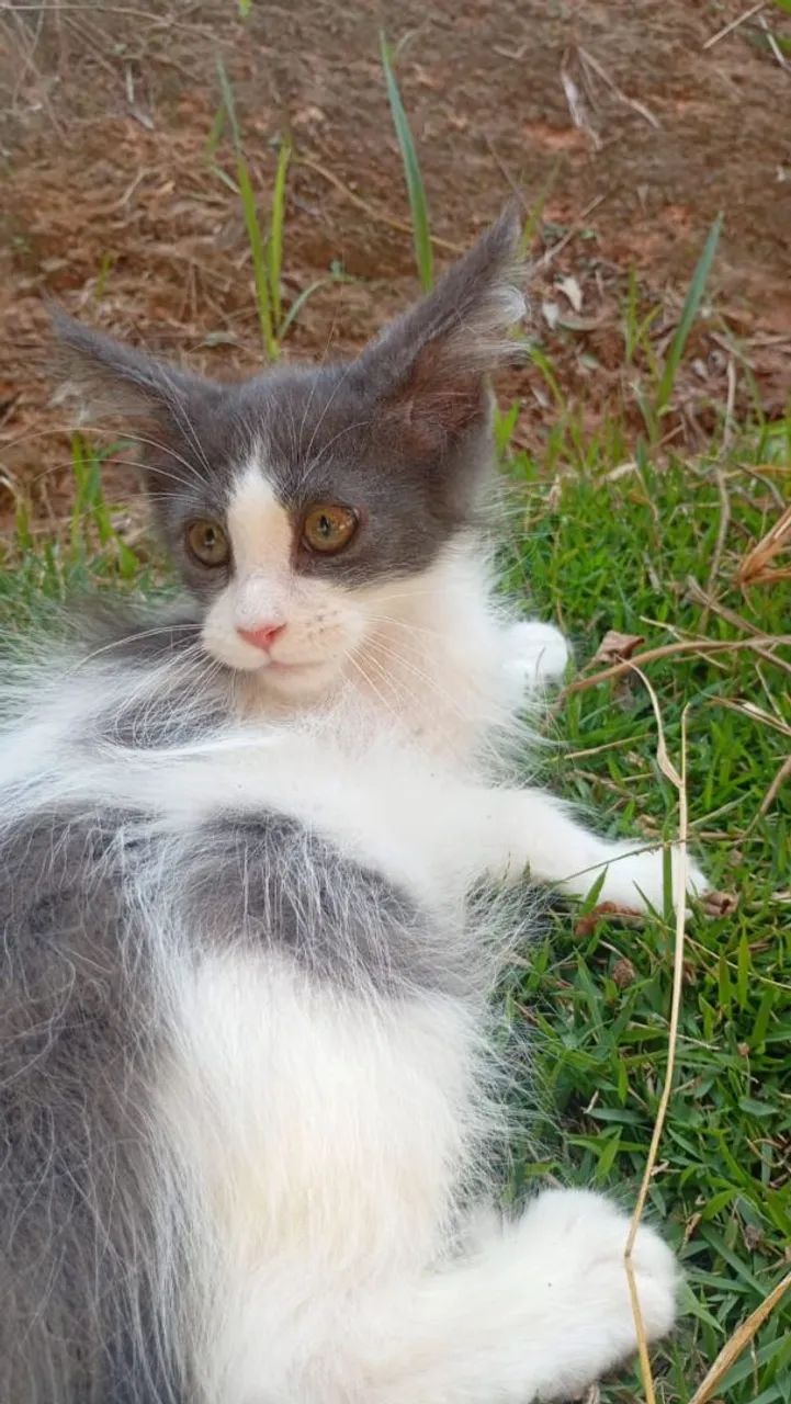 Gato Maine coon  - Foto 3