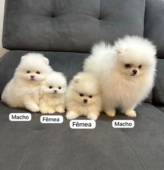 Spitz Alemão Disponível