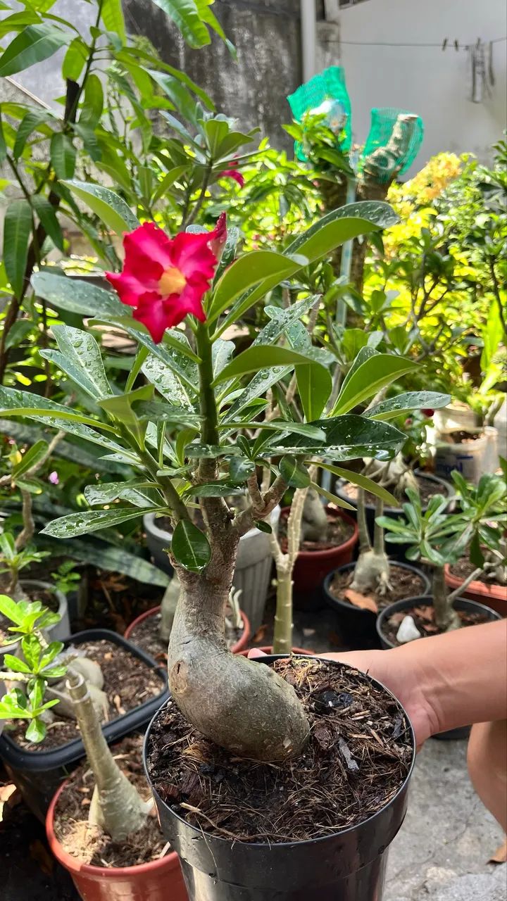 Rosa do deserto ?  - Foto 3