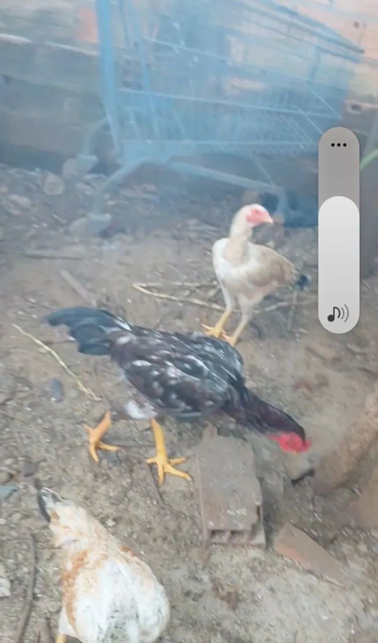 Frango Caipira ( Limpos e Cortados ) - Foto 3
