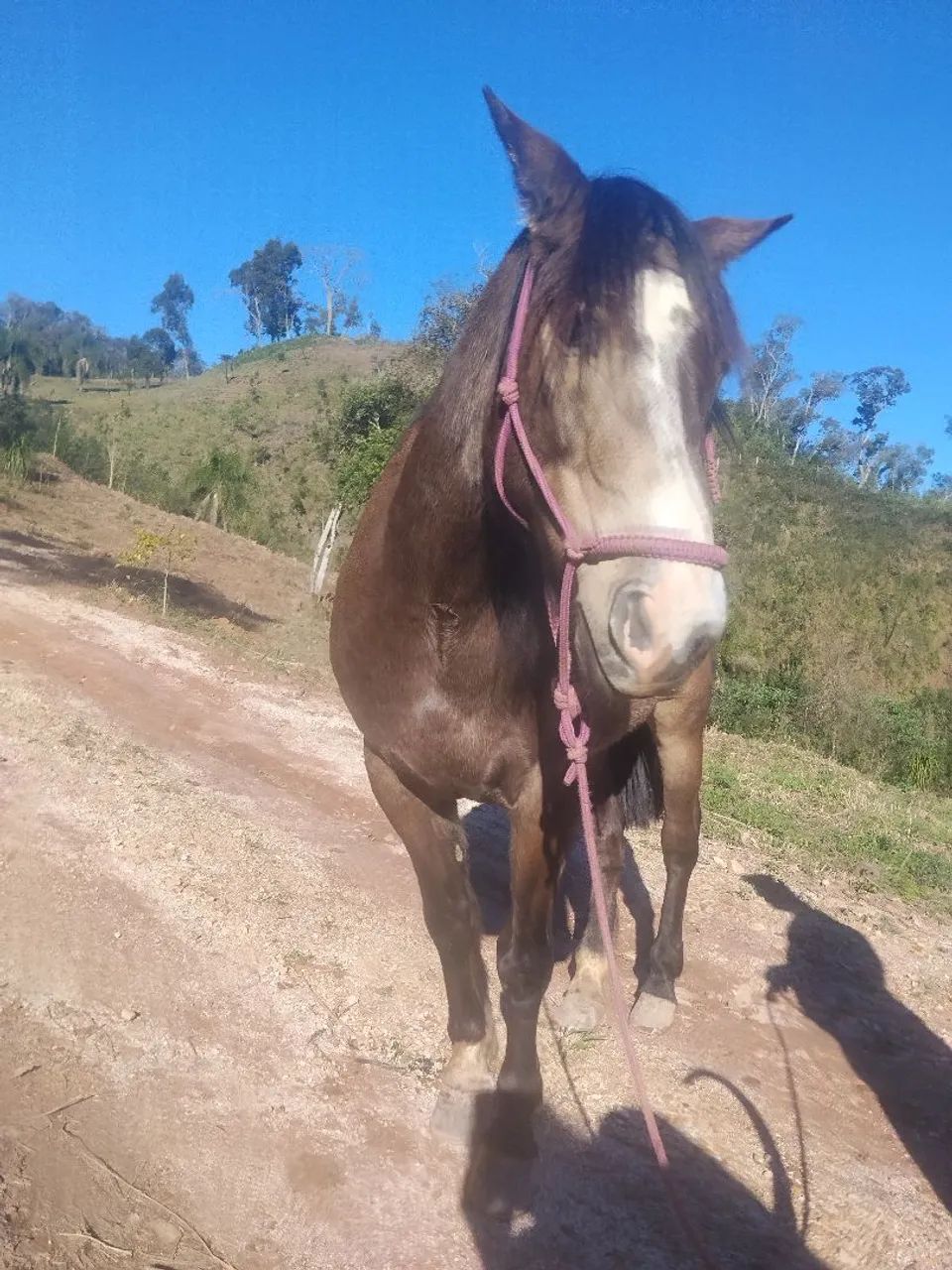 Cavalo crioulo 