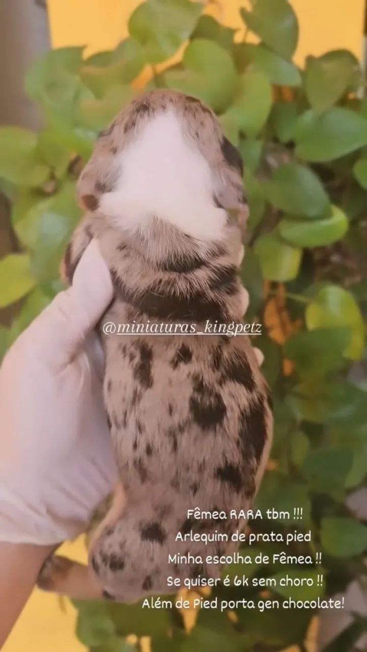 Dachshund Miniatura ( Raridade! ) Arlequim de prata pied  - Foto 4