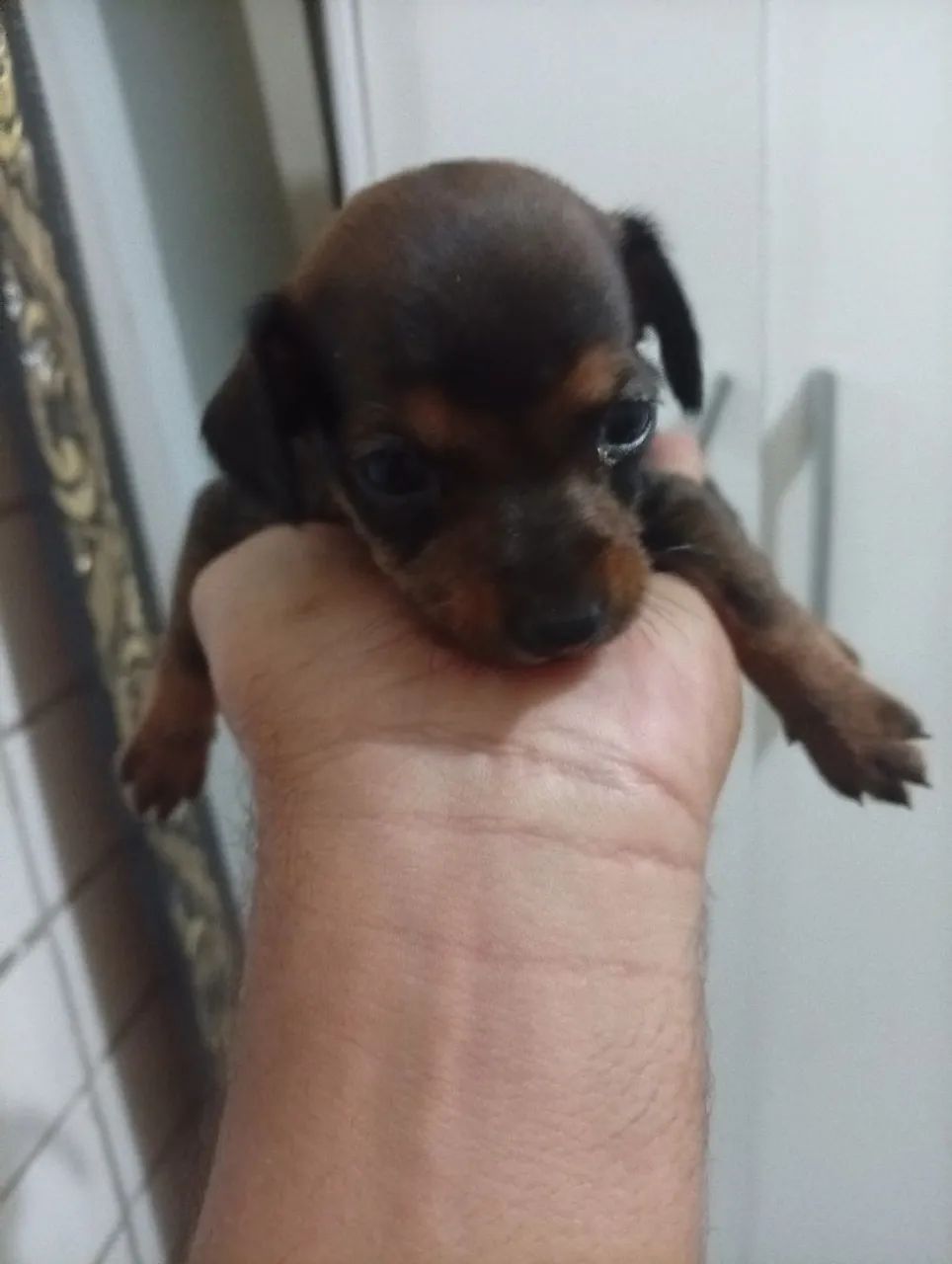 Pinscher n 1 puro - Foto 2