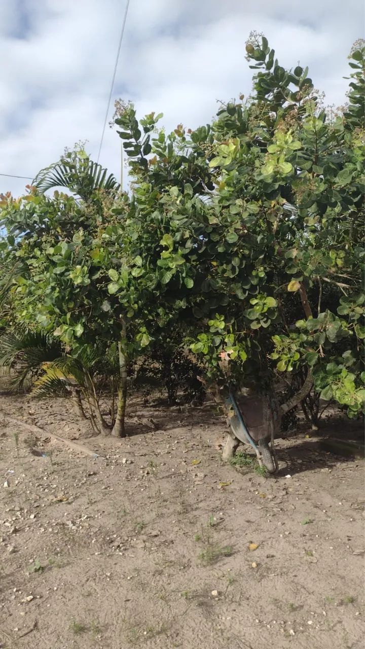 Chácara  - Foto 5