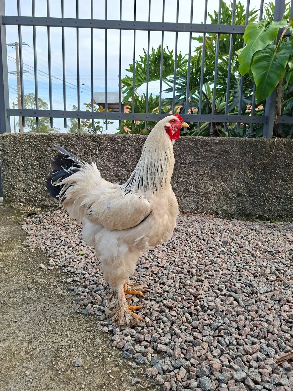 Galo brahma light  - Foto 2