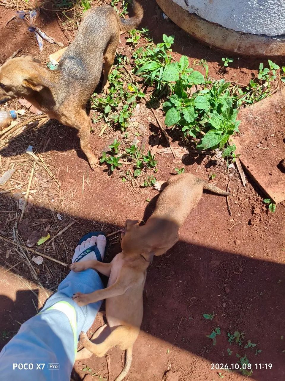 Doação de filhotes - Foto 4